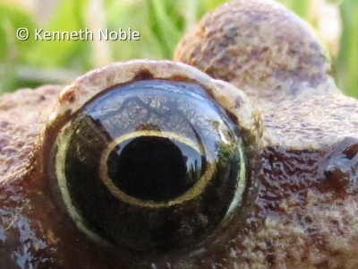 eye of common frog (Rana temporaria) Kenneth Noble